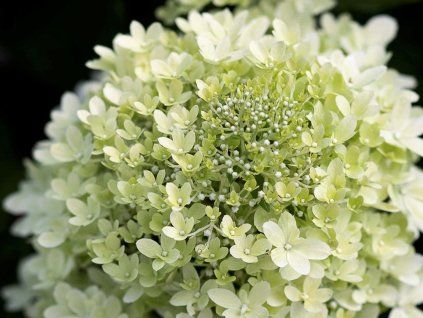 royal flower