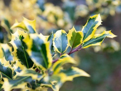 Cesmína ostrolistá 'Madame Briot'  Ilex aquifolium 'Madame Briot'