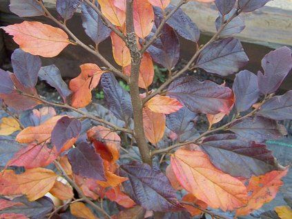 autunno