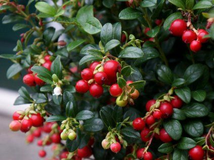 vavmiss Vaccinium Miss Cherry Flower