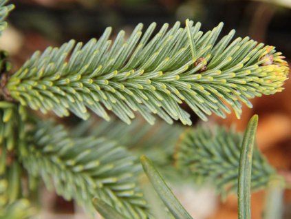 Jedle vznešená 'Bizarro'  Abies procera 'Bizarro'