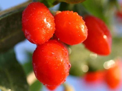 little goji
