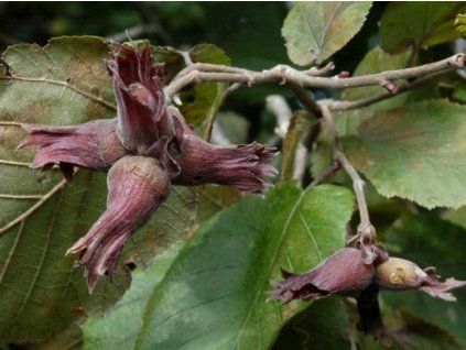 Líska největší 'Purpurea'  Corylus maxima 'Purpurea'