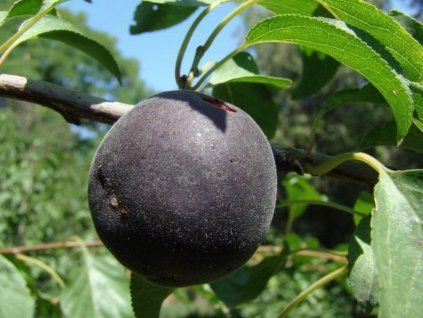 Slivoň 'Black Apricot'  Prunusdasycarpa 'Black Apricot'