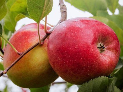 Jabloň sloupovitá 'Swing'  Malus domestica 'Swing'