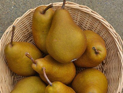 Hrušeň 'Manon'  Pyrus communis 'Manon'