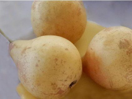 Hrušeň 'Jelka'  Pyrus communis 'Jelka'