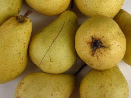 Hrušeň 'Pastornice'  Pyrus communis 'Pastornice'
