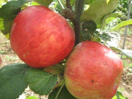 Jabloň 'Astrachán červený'  Malus domestica 'Astrachán červený'