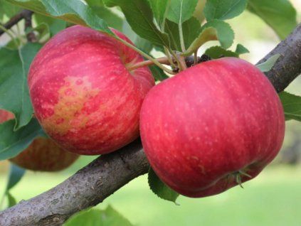 Jabloň 'Royal Gala'  Malus domestica 'Royal Gala'