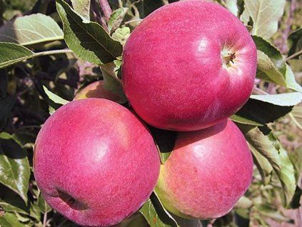 Jabloň 'Gascoyneho Šarlatové'  Malus domestica 'Gascoyneho Šarlatové'