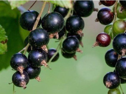 Ribes nigr. 'WELLINGTON XXX 750x750