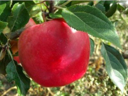 Jabloň 'Skaistis (Brighty)'  Malus domestica 'Skaistis (Brighty)'