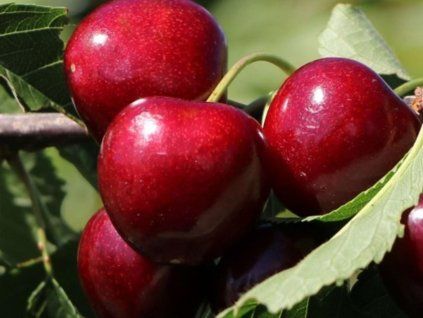 Višeň 'Jachim®' - k sloupovitému zapěstování  Prunus cerasus 'Jachim®'