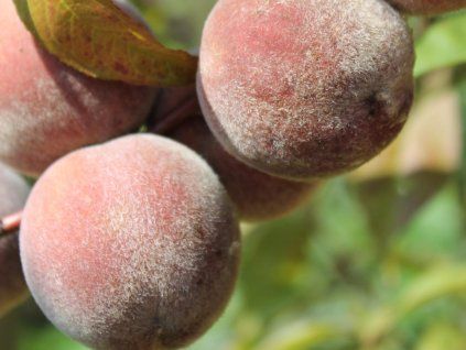 Broskvoň červenolistá 'Rubira'  Prunus persica 'Rubira'