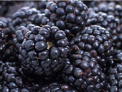 Ostružiník 'Jumbo/Thornfree'  Rubus fruticosus 'Jumbo/Thornfree'