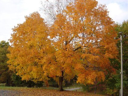 acer saccharum 3