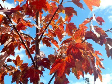 Javor červený 'October Glory'  Acer rubrum 'October Glory'