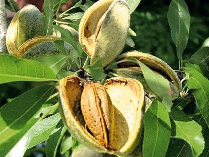 Mandloň 'Pfalzer Fruchtmandel'  Prunus amygdalus 'Pfalzer Fruchtmandel'