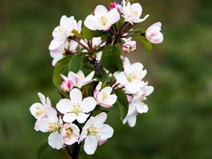 sylvestris