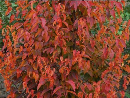 red fall2