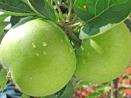 granny smith