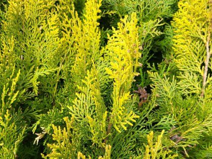 Thuja orientalis 'Aurea Compacta' (1)