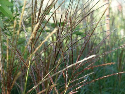 Ozdobnice čínská 'Krater' - Miscanthus sinensis 'Krater'  Miscanthus sinensis 'Krater'