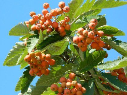 Jeřáb muk 'Magnifica'  Sorbus aria 'Magnifica'