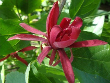 calycan