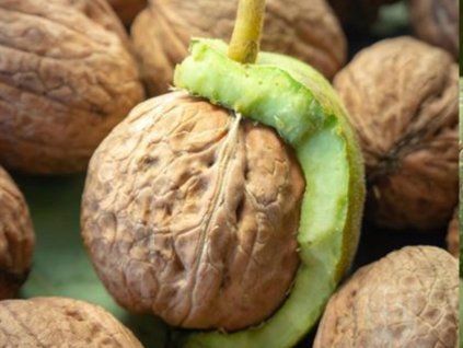 Ořešák královský 'Fernette'  Juglans regia 'Fernette'