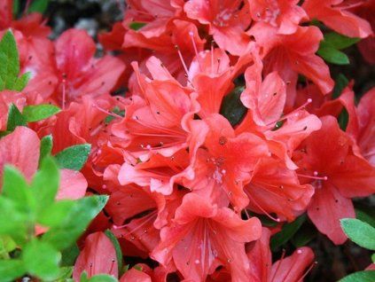 Japonská azalka 'Juliette®'  Rhododendron obtusum 'Juliette®'