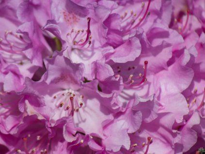 Rhododendron Roseum Elegans (1)