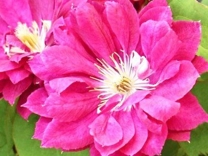 Plamének 'Akafuji'  Clematis 'Akafuji'