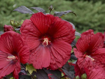 110784 ibisek bahenni sumerific holy grail hibiscus summerific holy grail