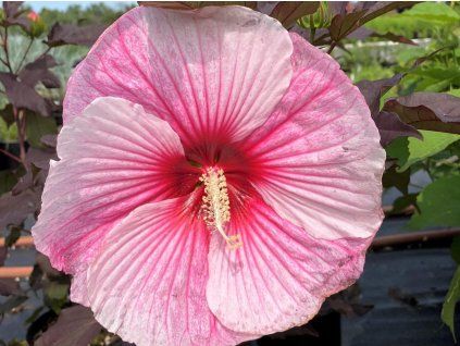 Ibišek bahenní SUMMERIFIC® 'Starry Starry Night'- Hibiscus SUMMERIFIC® 'Starry Starry Night'  HibiscusSUMMERIFIC® 'Starry Starry Night'