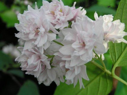 Trojpuk drsný 'Pride of Rochester'  Deutzia scabra 'Pride of Rochester'