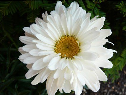 Kopretina 'Victorian Secret' - Leucanthemum x superbum 'Victorian Secret'  Leucanthemum 'Victorian Secret'