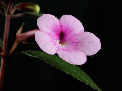pink blossom