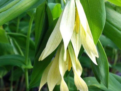 Uvularie velkokvětá - Uvularia grandiflora  Uvularia grandiflora