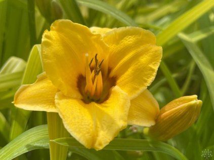 111864 denivka rosber dream hemerocallis rosber dream