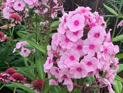 Plaménka latnatá 'Narwiański Wir' - Phlox paniculata 'Narwiański Wir'  Phlox paniculata 'Narwiański Wir'