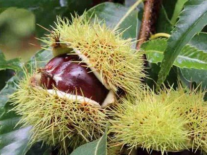 Kaštan jedlý 'Boaventura' (s mykorhizou)  Castanea sativa 'Boaventura'