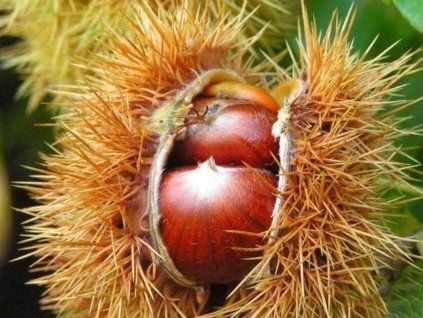 Kaštan jedlý 'Longal' (s mykorhizou)  Castanea sativa 'Longal'