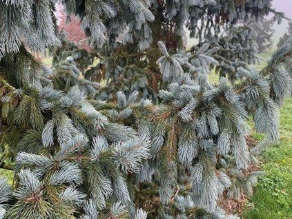 glauca