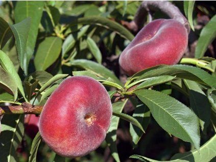 Nektarinka 'Concettina'  Prunus persica ´Concettina'