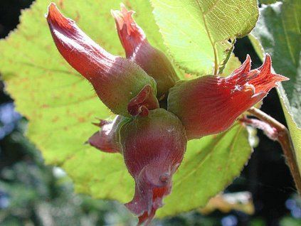 Líska největší 'Juningia'  Corylus maxima 'Juningia'