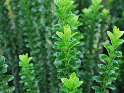 green rocket