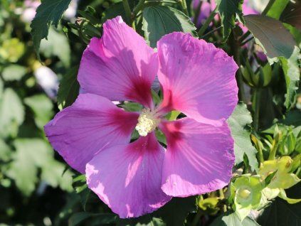 hibisk