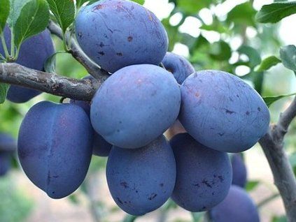 Švestka 'Toptaste'  Prunus domestica 'Toptaste'